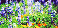 Irvine Lupines