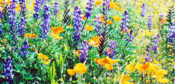 Laguna Lupines