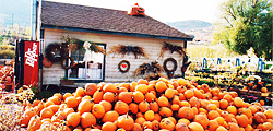 Park City Pumpkins